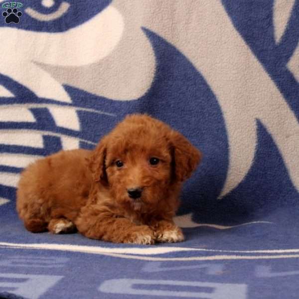 Urbana, Mini Goldendoodle Puppy